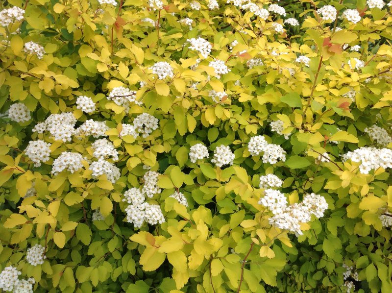 Спирея Ван-Гутта (Spiraea vanhouttei)