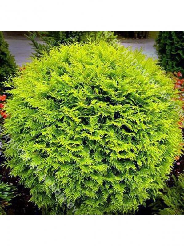 Туя Западная globosa Aurea