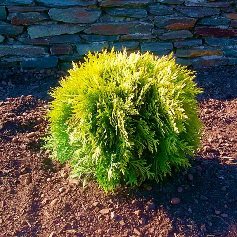 Thuja occidentalis (туя Западная) 'Mirjam