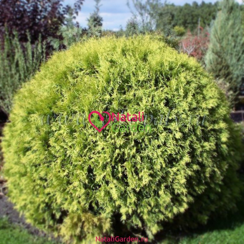 Туя Западная globosa Aurea
