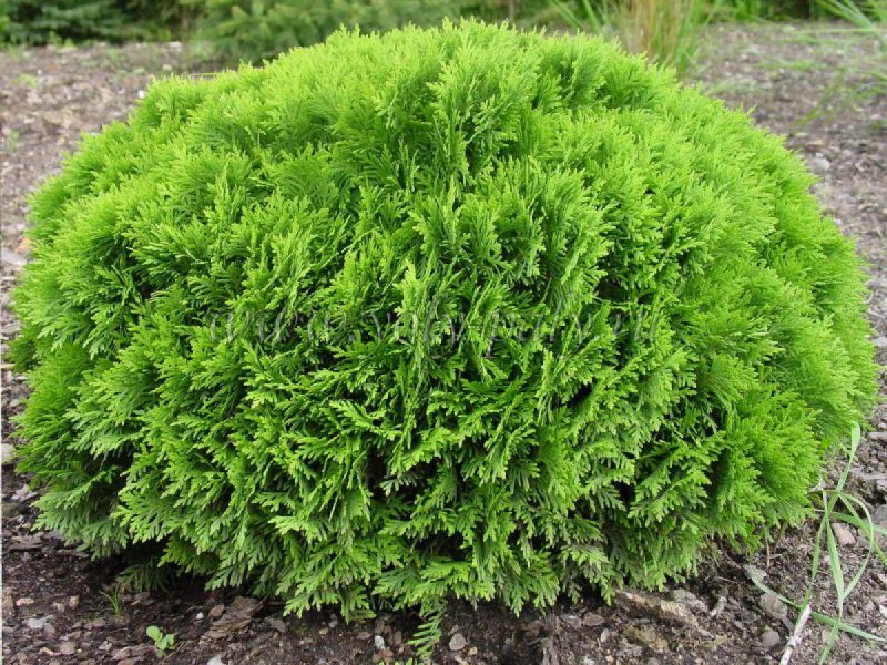 Туя Западная Thuja occidentalis “Danica”