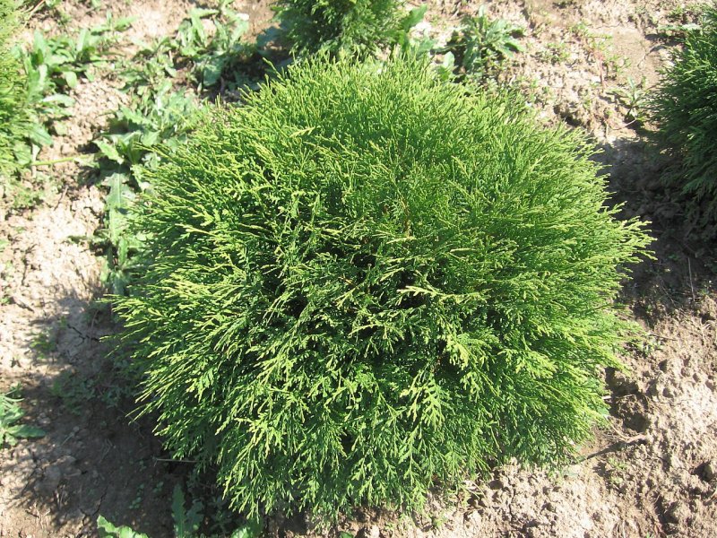 Туя Западная globosa