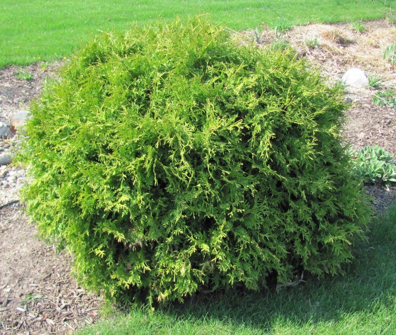 Туя Западная Thuja occidentalis “Danica”