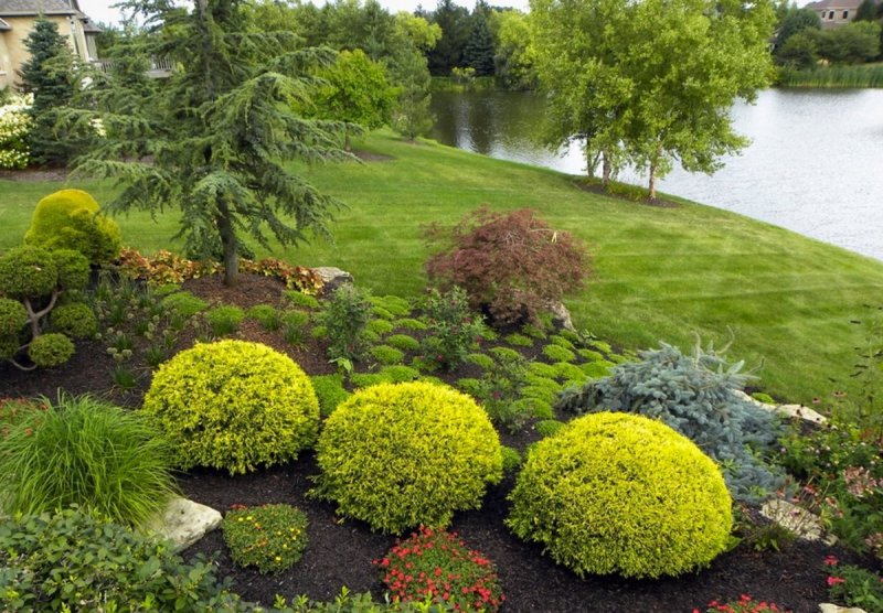 Туя Thuja occidentalis Golden Globe
