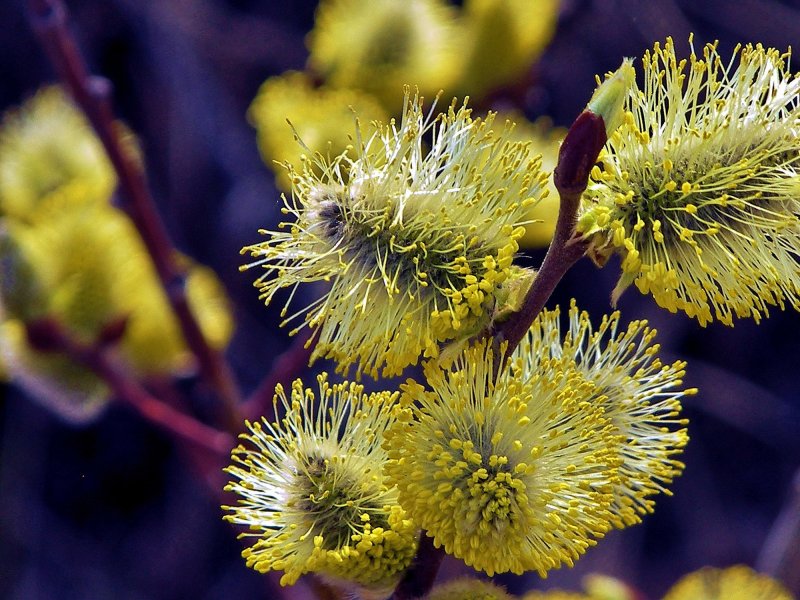 Ива росистая (Salix rorida)