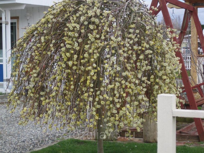 Ива Козья Salix caprea