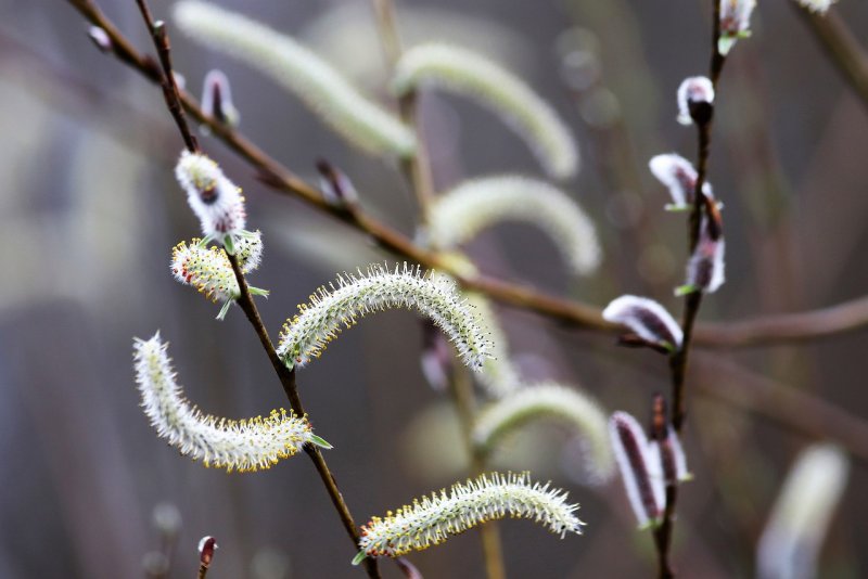 Ива Козья Salix caprea
