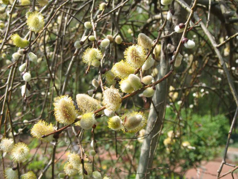 Ива Козья Salix caprea
