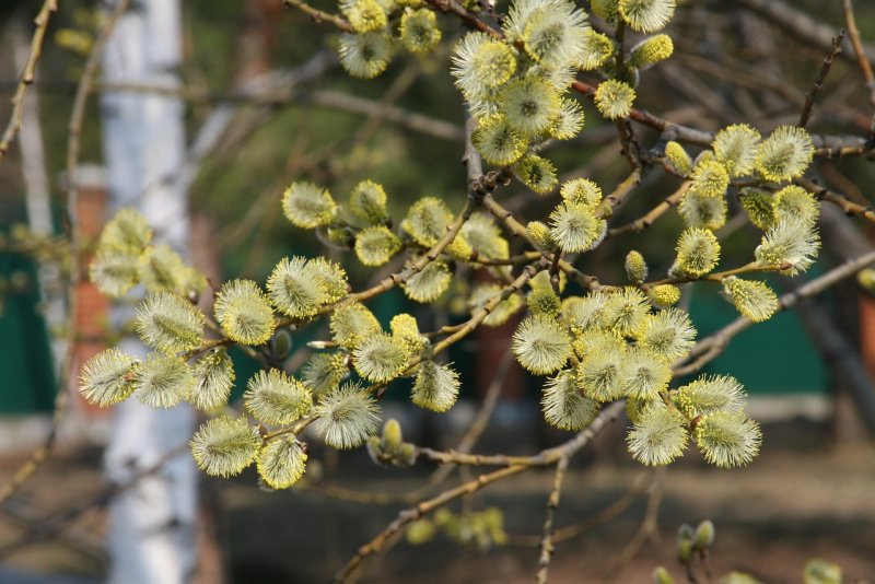 Ива пурпурная Salix purpurea Nana