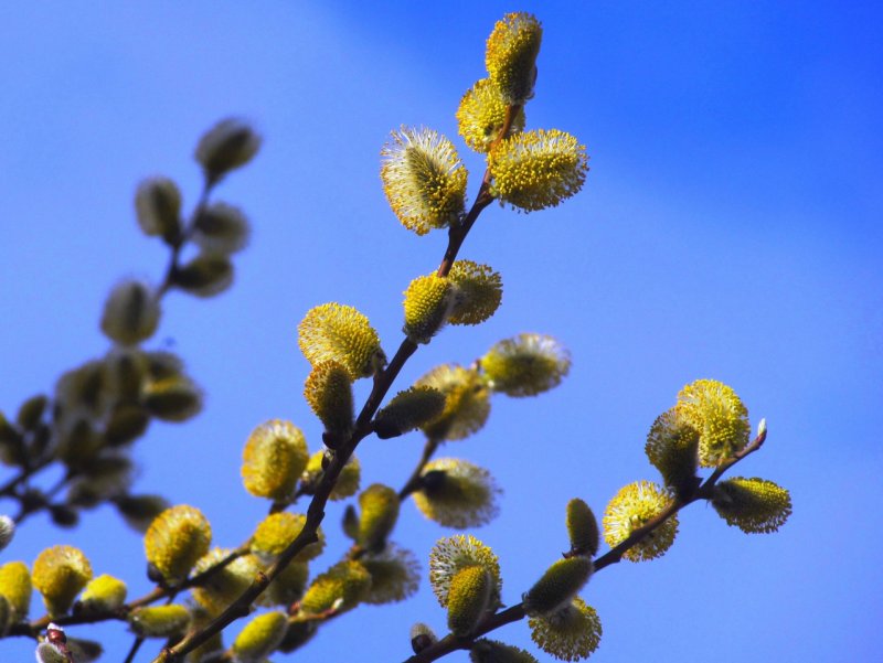 Ива caprea pendula