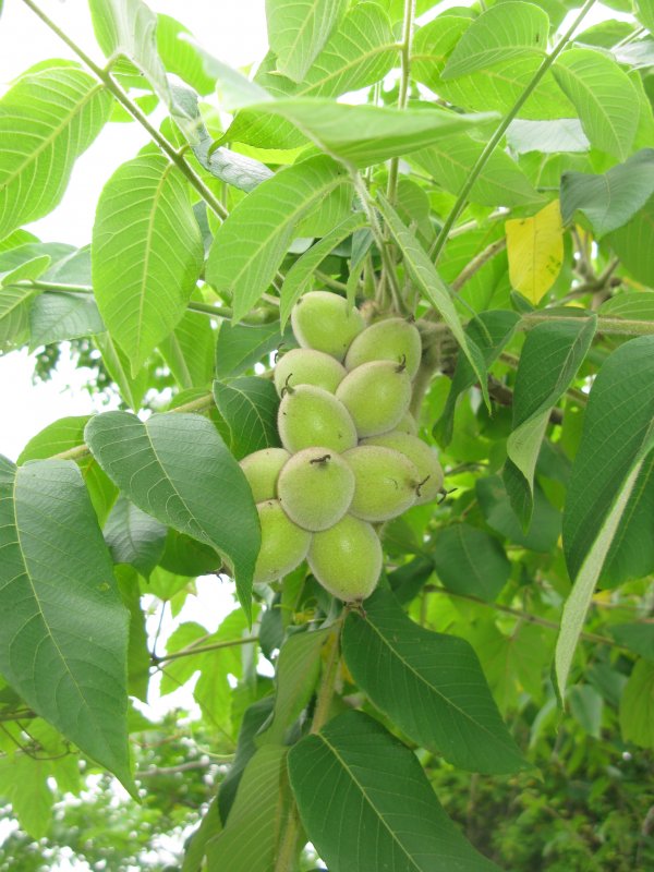 Орех маньчжурский (Juglans mandshurica)