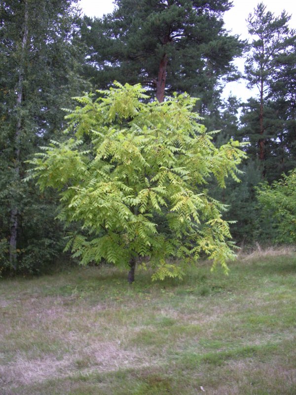 Орех маньчжурский (Juglans mandshurica)