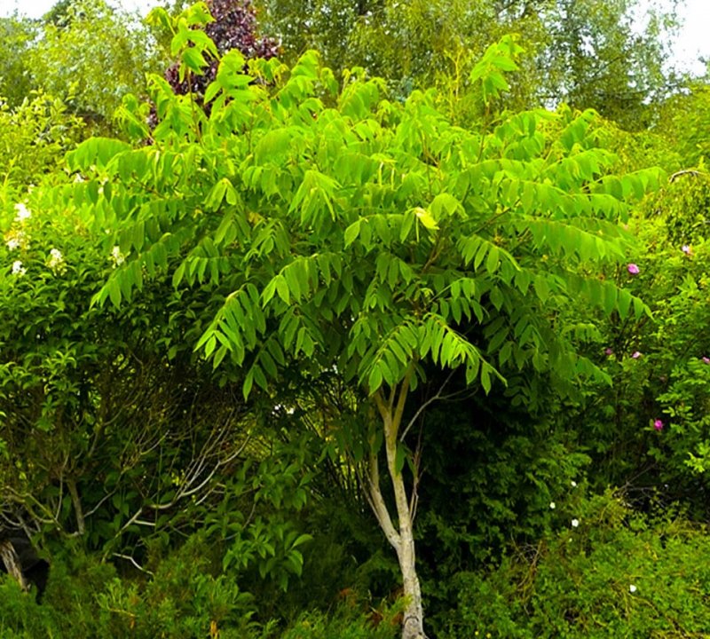 Орех маньчжурский (Juglans nigra l.)