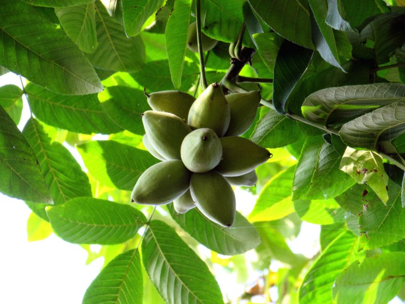 Орех маньчжурский(Juglans mandshurica Maxim)