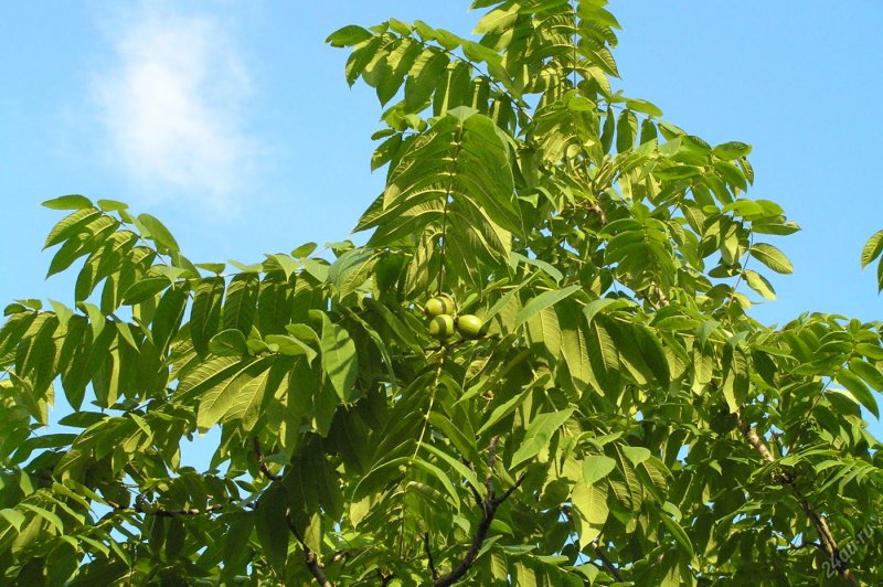 Орех маньчжурский (Juglans mandshurica)