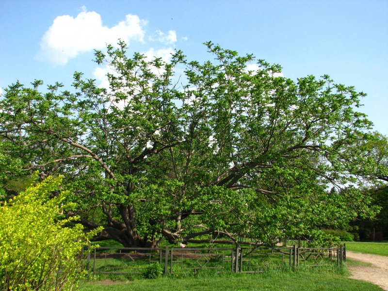 Орех маньчжурский (Juglans nigra l.)