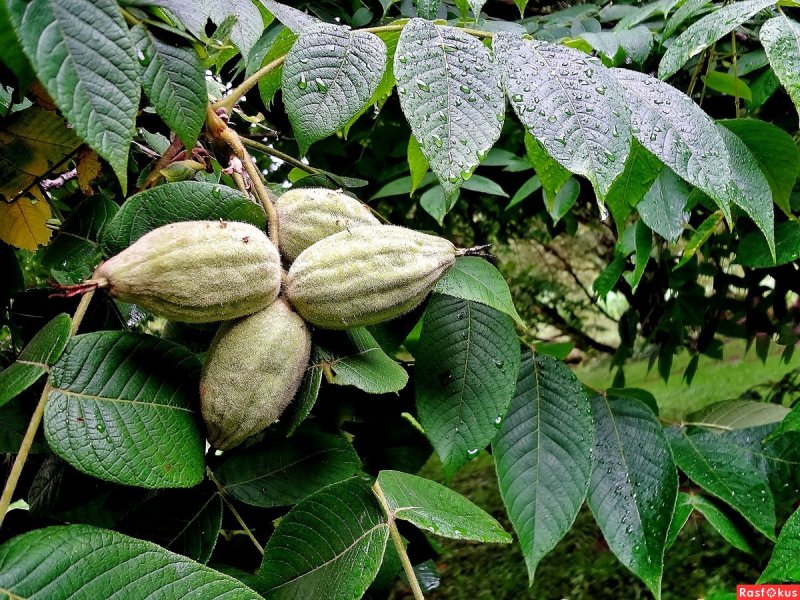 Орех маньчжурский(Juglans mandshurica Maxim)