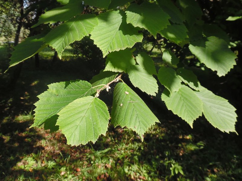 Орех маньчжурский (Juglans nigra l.)