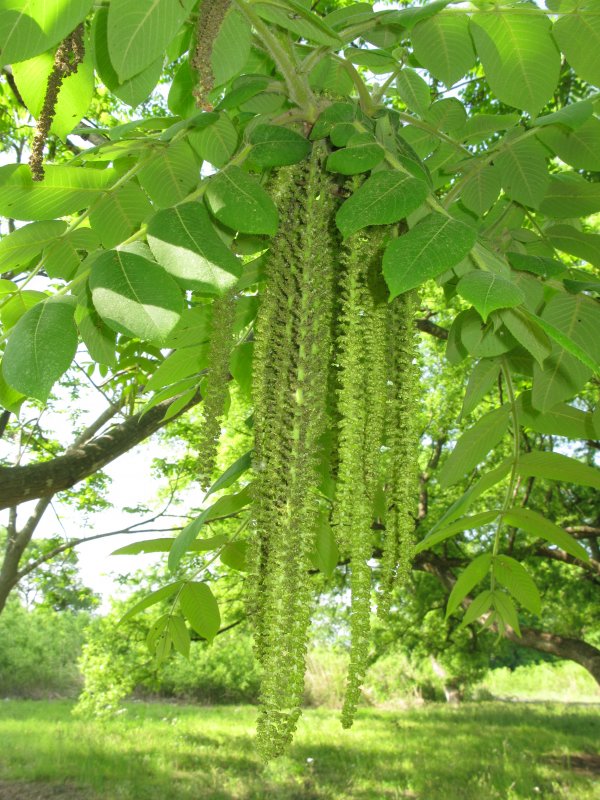 Орех маньчжурский (Juglans mandshurica)