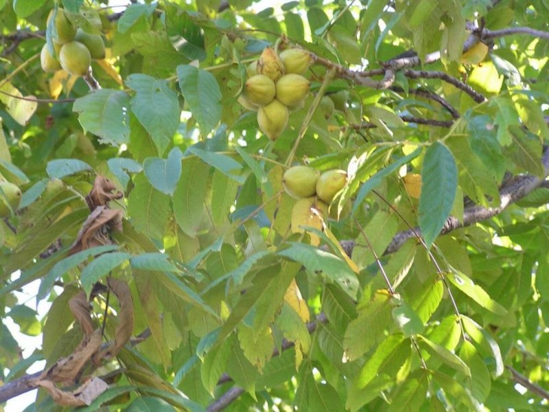 Орех маньчжурский(Juglans mandshurica Maxim)