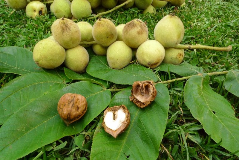 Орех маньчжурский (Juglans nigra l.)
