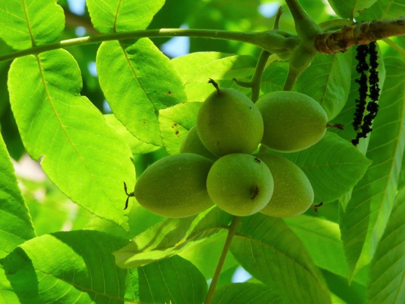 Орех маньчжурский (Juglans mandshurica)