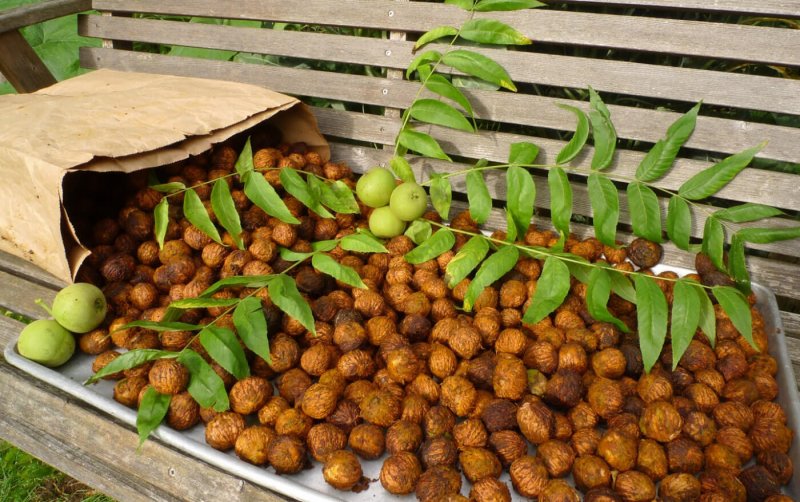 Орех маньчжурский(Juglans mandshurica Maxim)