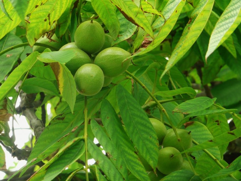 Орех маньчжурский (Juglans mandshurica)