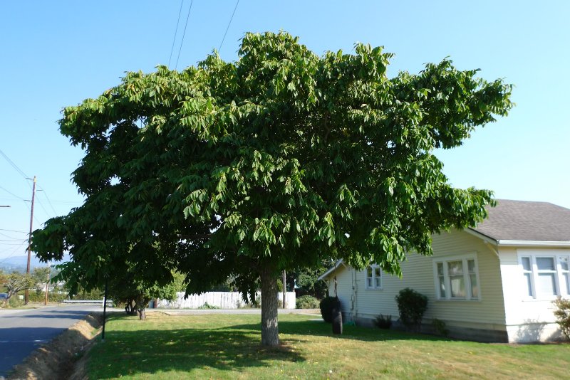 Орех маньчжурский (Juglans mandshurica)