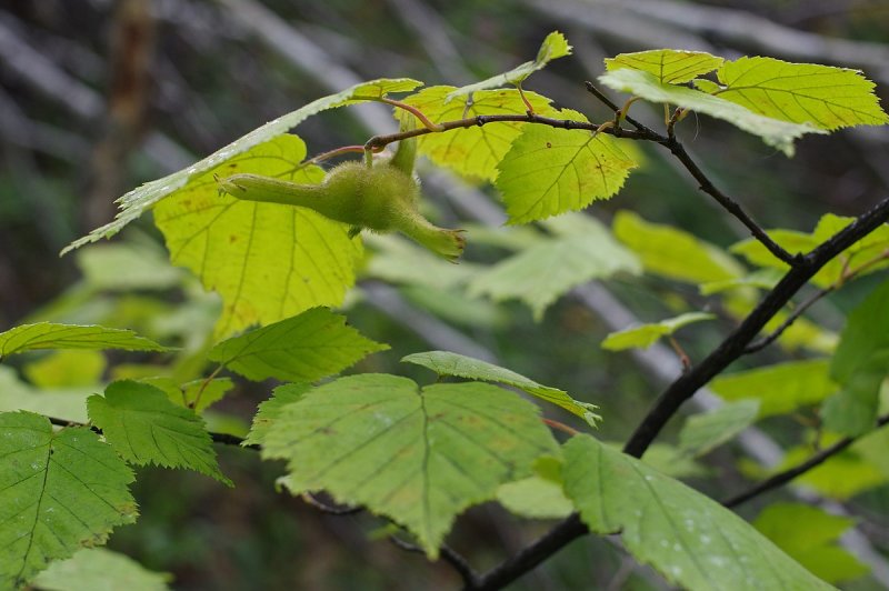 Орех маньчжурский (Juglans mandshurica)