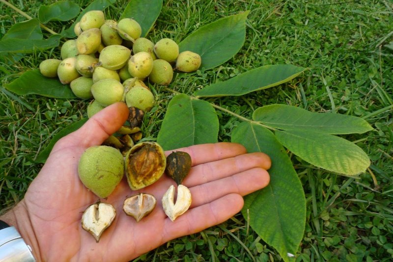 Орех маньчжурский(Juglans mandshurica Maxim)