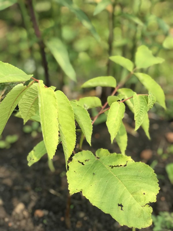Орех маньчжурский (Juglans nigra l.)