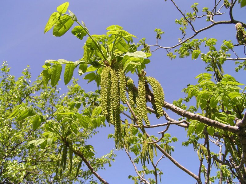 Орех маньчжурский(Juglans mandshurica Maxim)