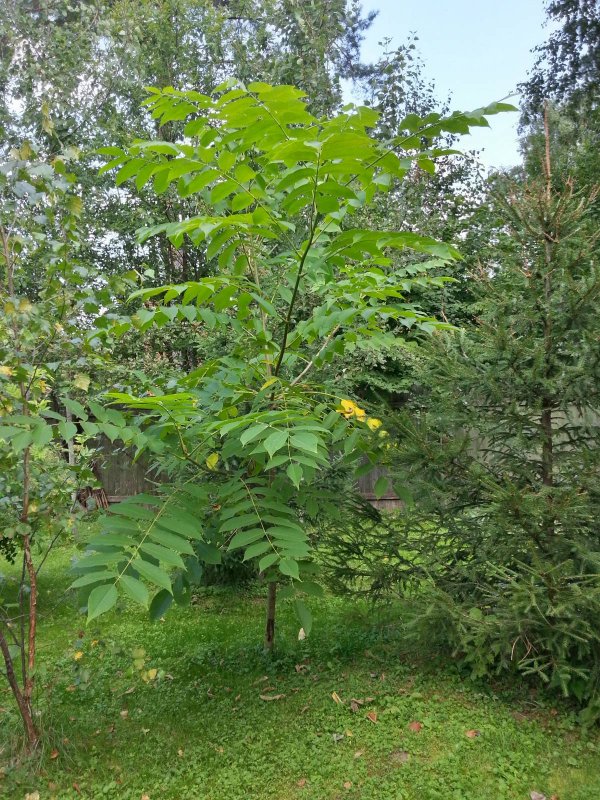 Орех маньчжурский (Juglans mandshurica)