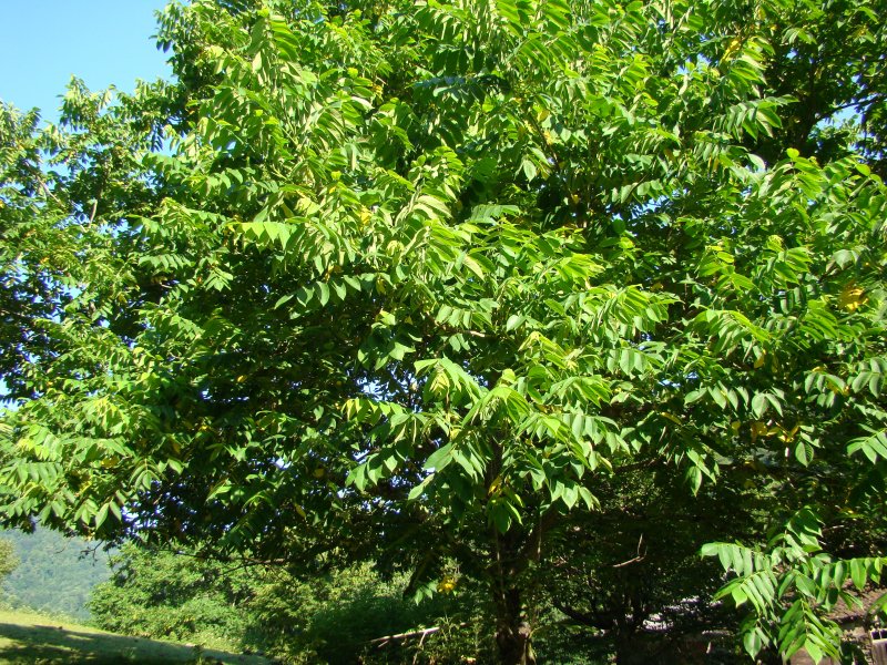 Орех черный, Juglans nigra