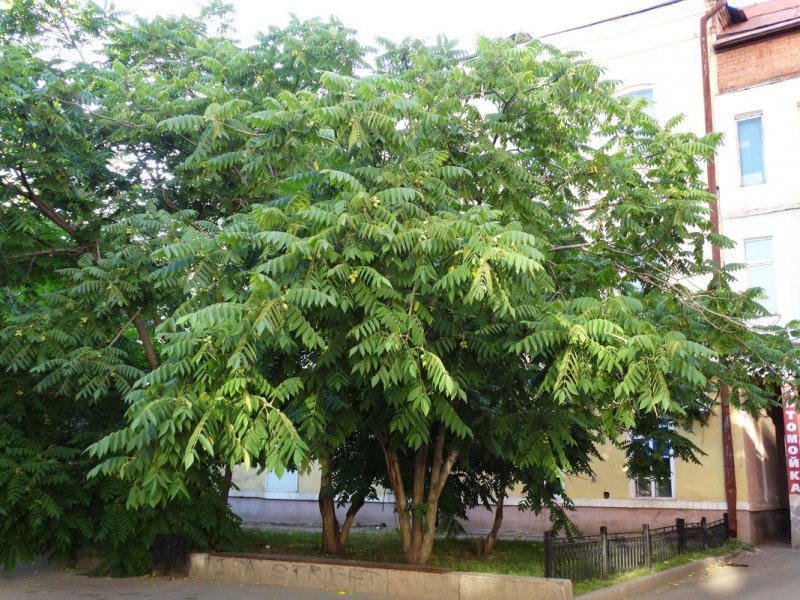 Juglans mandshurica дерево