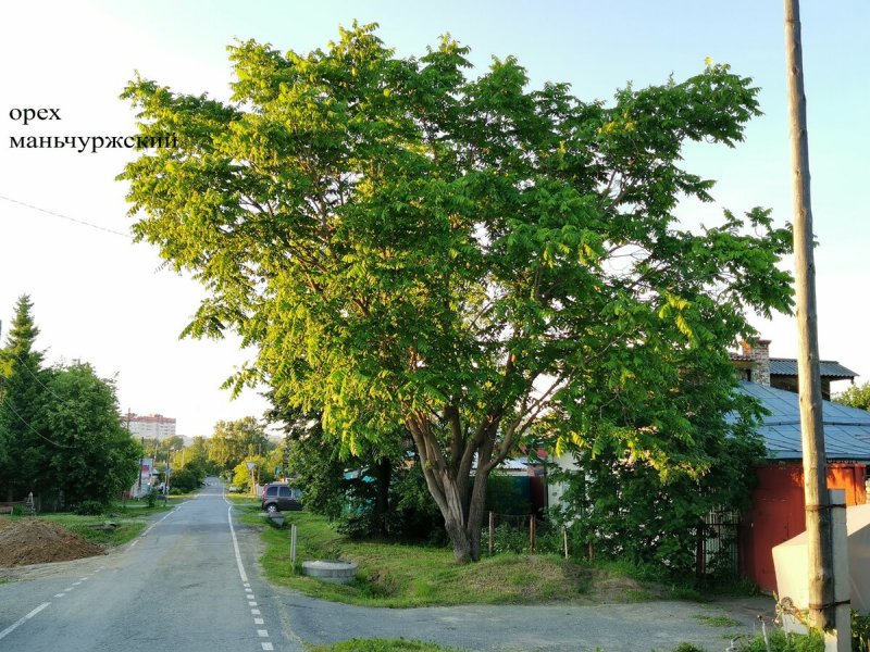 Орех серый Juglans cinerea