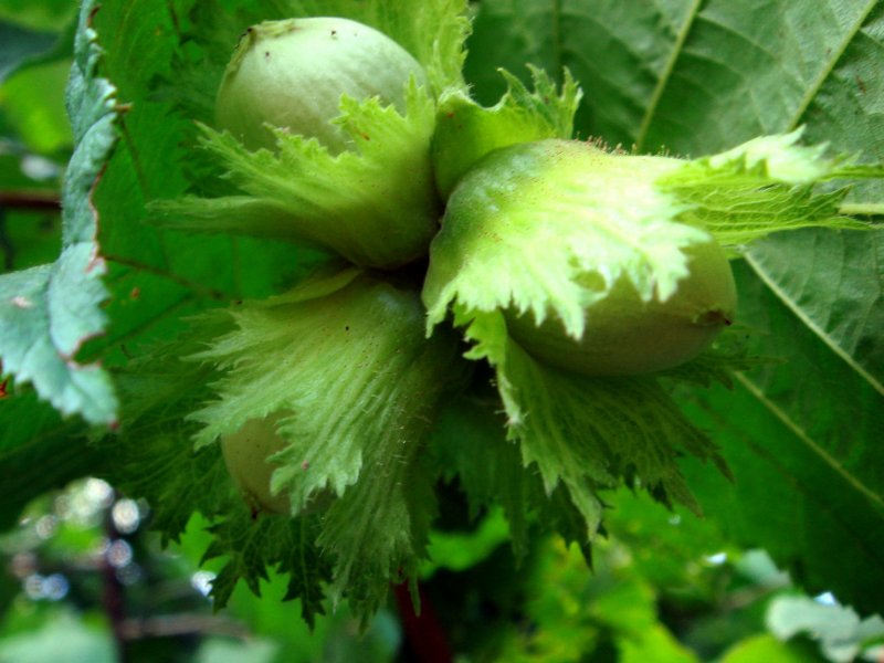 Орех маньчжурский (Juglans nigra l.)