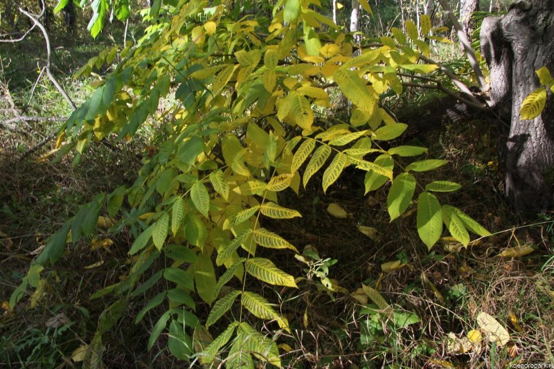 Орех маньчжурский (Juglans mandshurica)