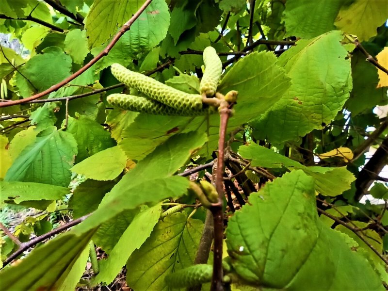 Орех маньчжурский (Juglans mandshurica)