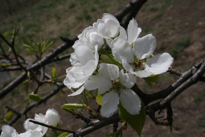 Яблоня маньчжурская Malus mandshurica