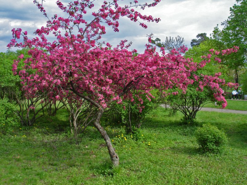 Яблоня низкая Malus pumila