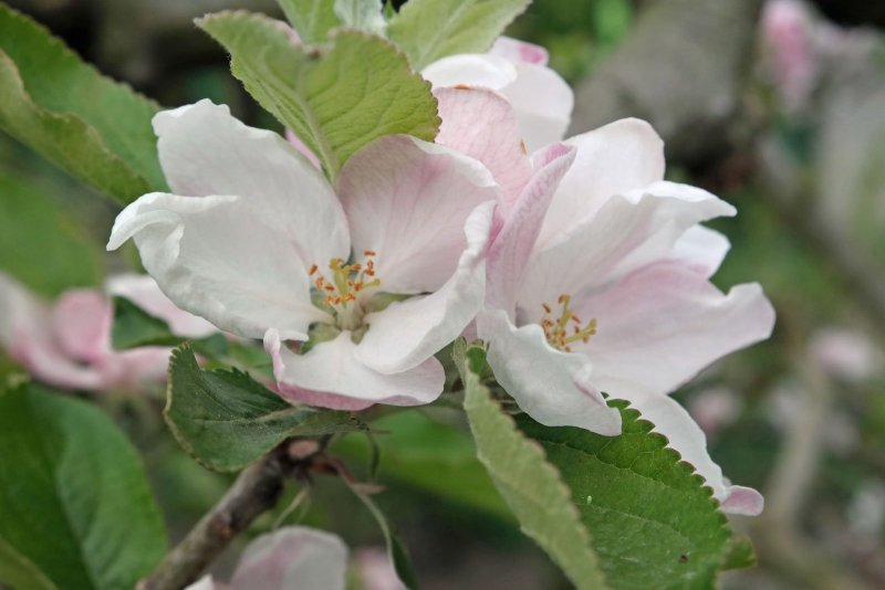 Яблоня Malus domestica
