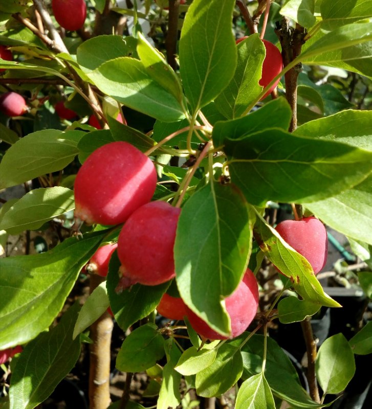 Яблоня сливолистная (Malus prunifolia)