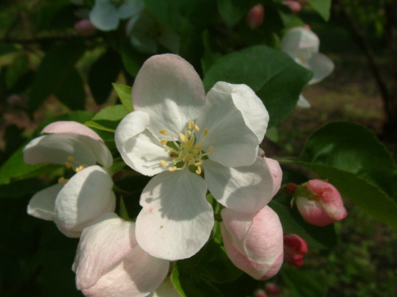 Malus Charlotte