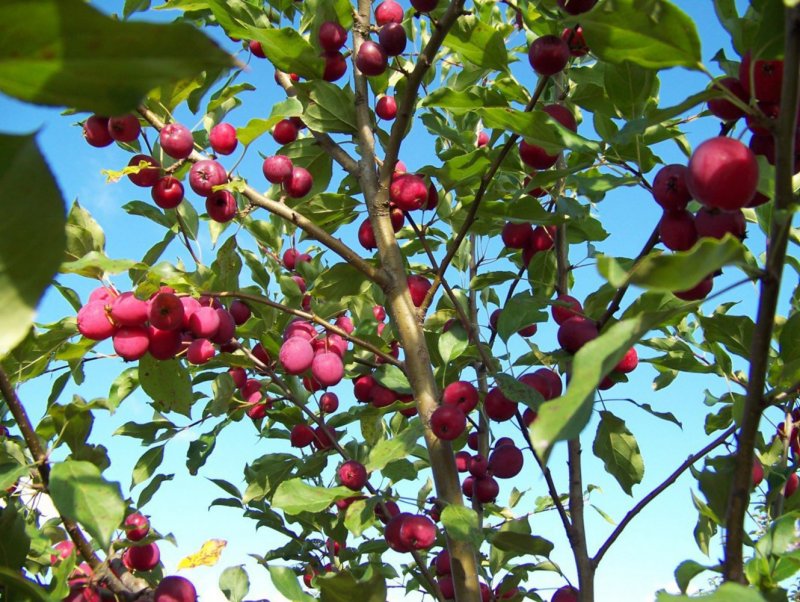 Яблоня Malus dolgo