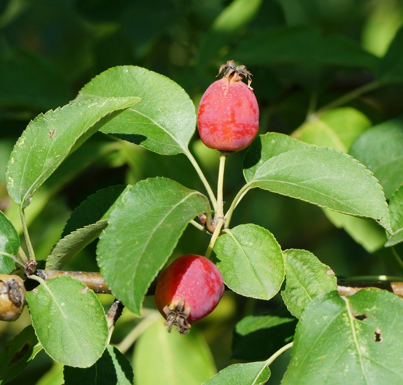Яблоня Malus prunifolia