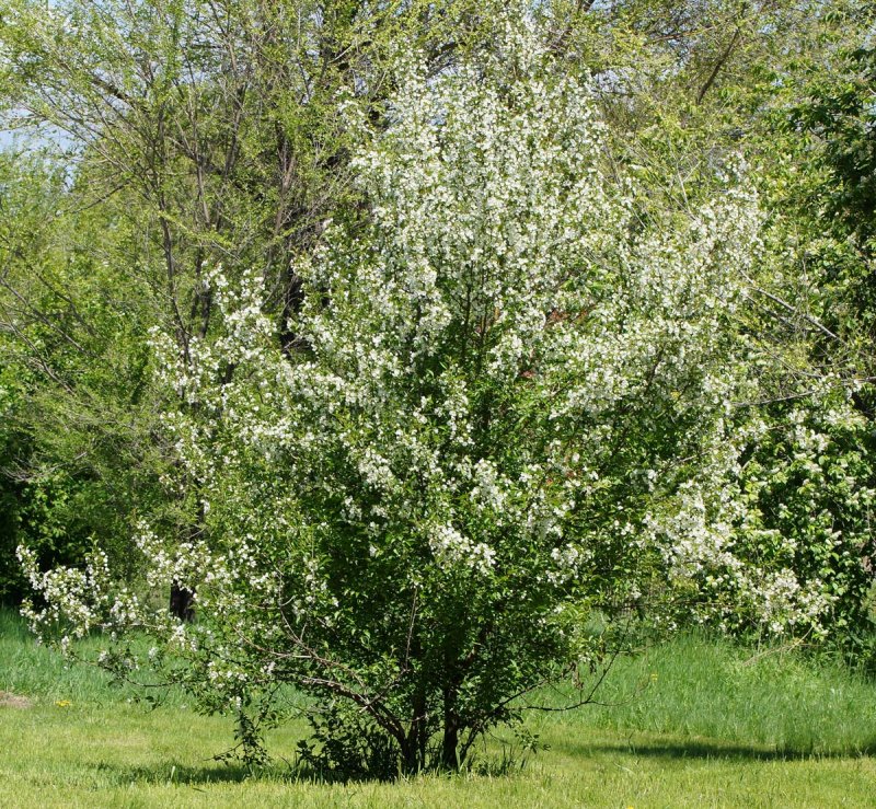 Яблоня Malus prunifolia