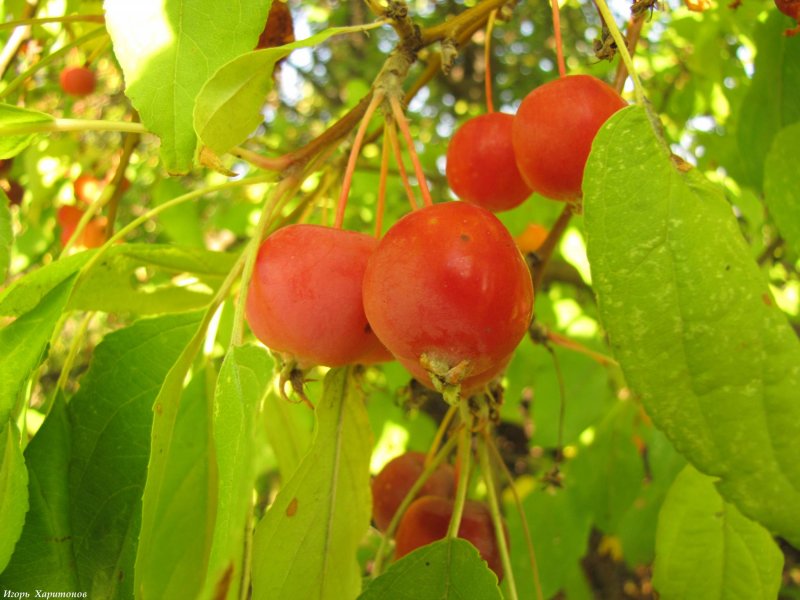 Яблоня Malus prunifolia
