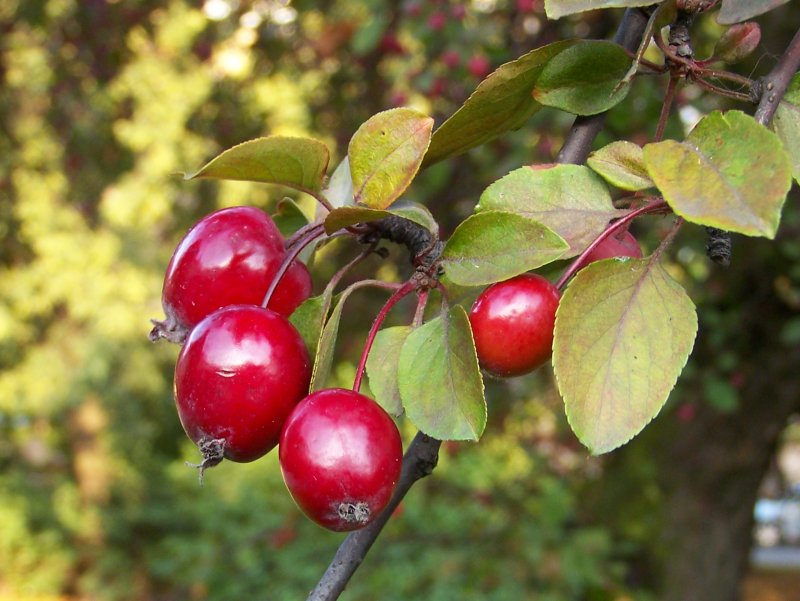 Яблоня Сибирская Malus baccata